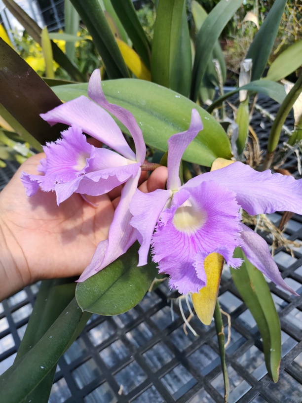 卡特兰蓝鲁巴塔交大猪哥 分株裸根苗  开花浓香带花牌 鲜花绿植