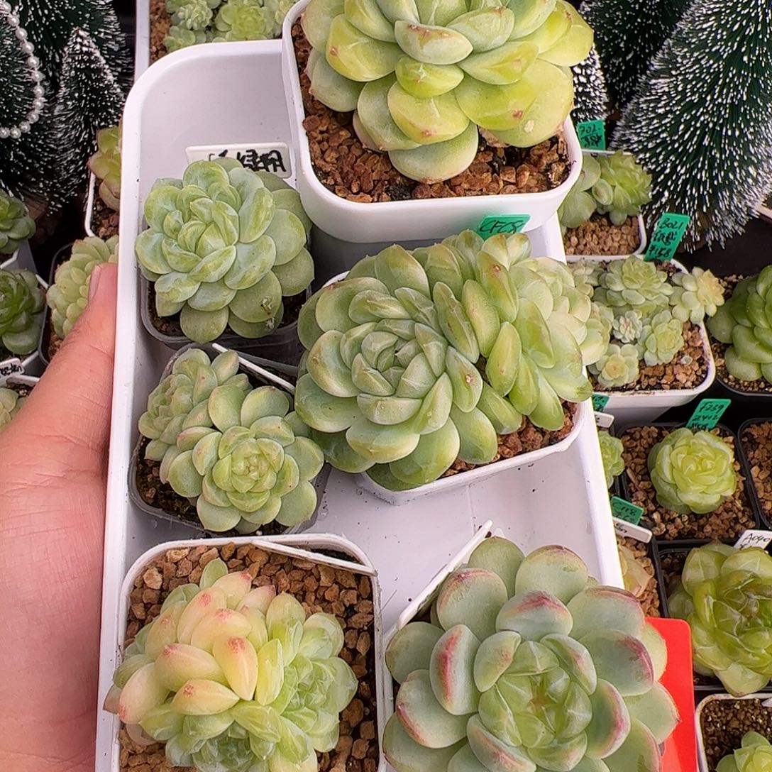 048.六个财富套装组合