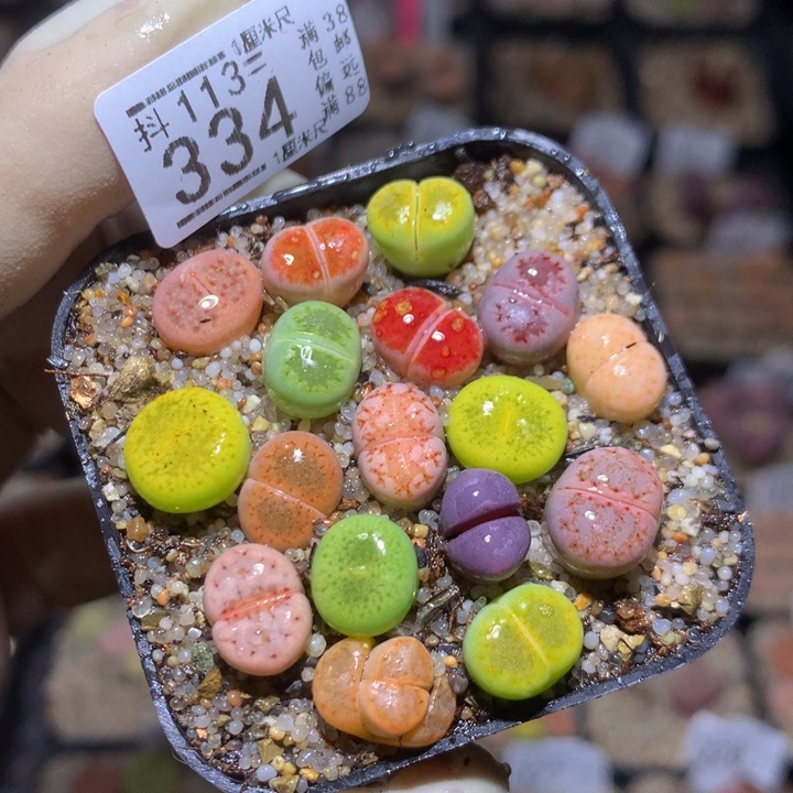 精品生石花113.334