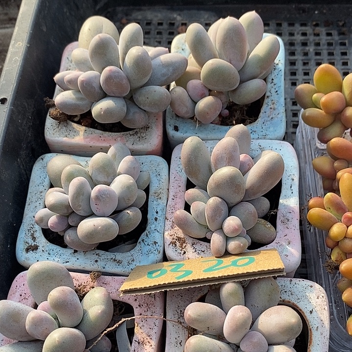 穆***梨无花朵0320号一物一拍米可