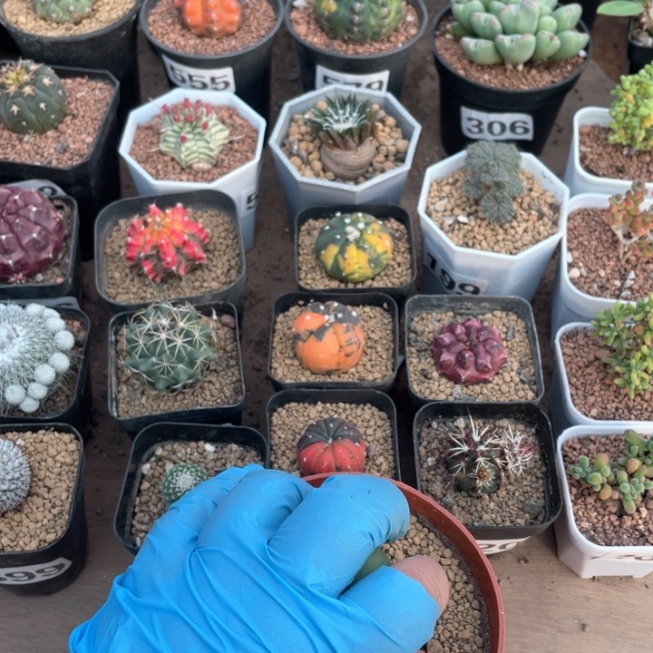 691程程柱仙人球