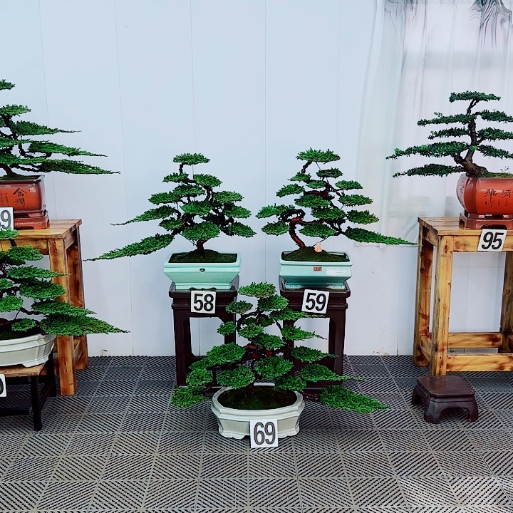 无花朵松柏盆景一物一拍