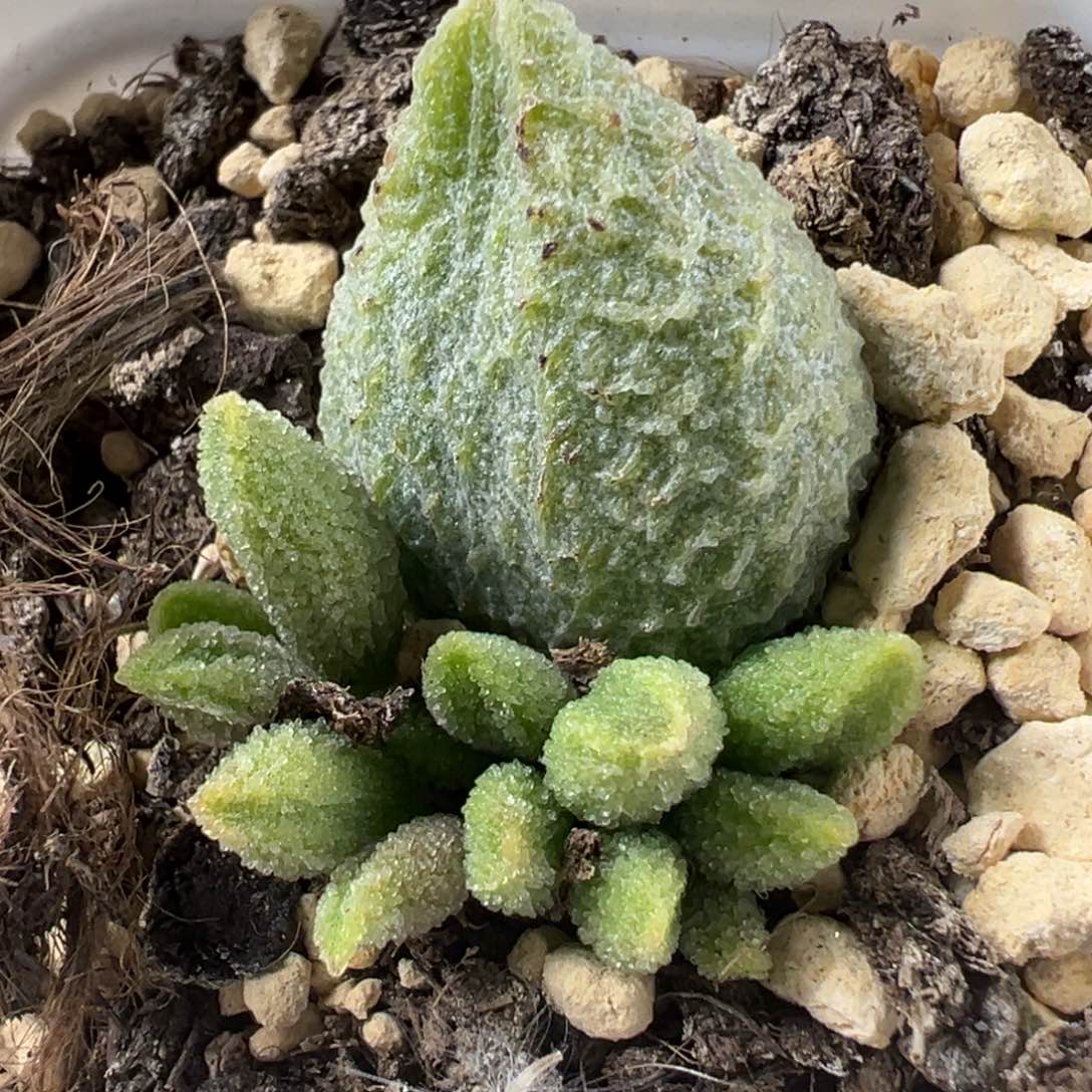 实生底叶苗纹路款多肉植物水泡