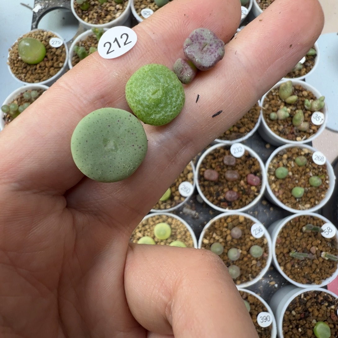 J***aJ专拍3颗脱土2120000