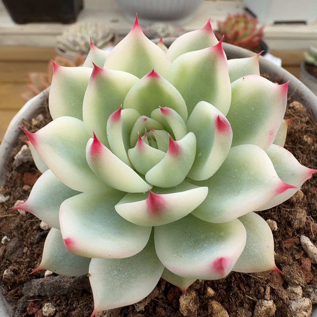 吉娃娃锦1111213-41