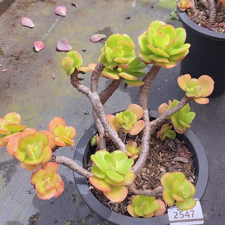 红梅2547多肉植物