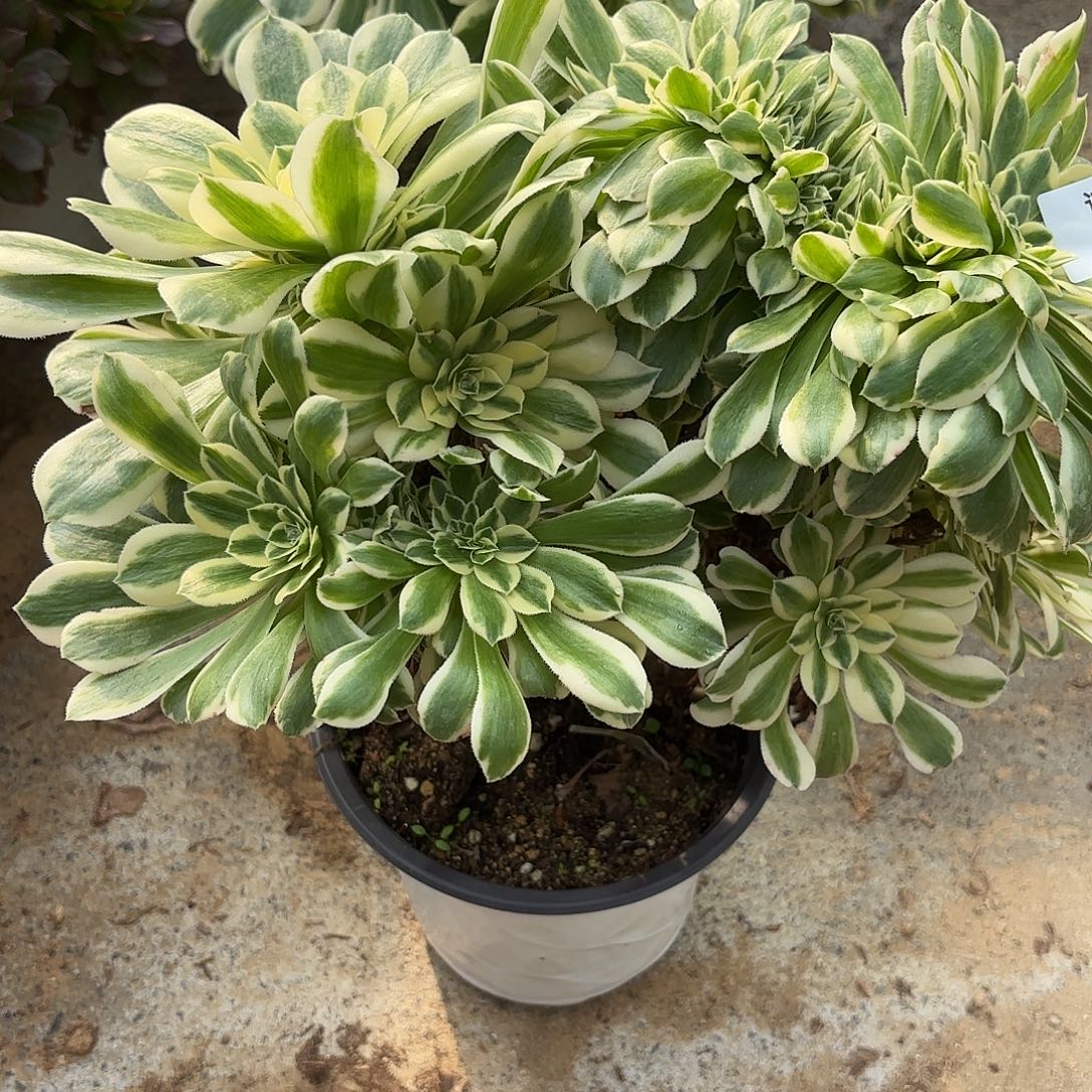 迈巴赫缀多肉植物410