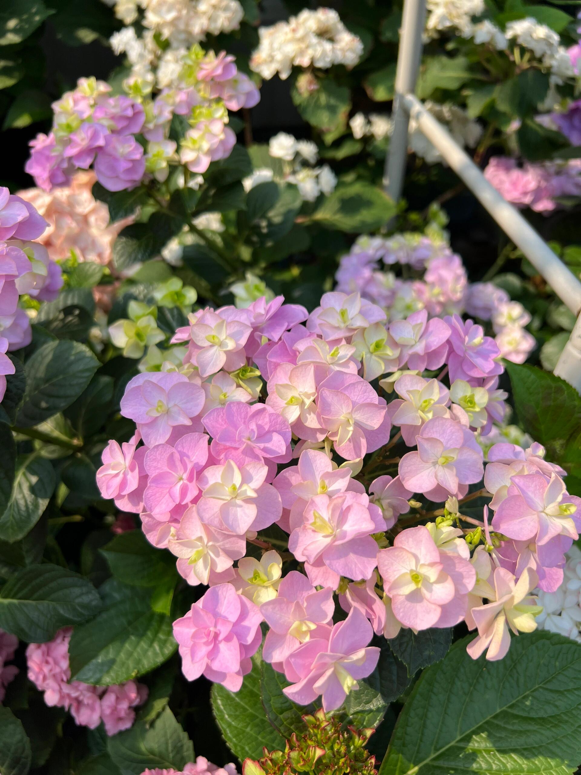 【头花】大花盆栽生花苞发货庭院阳台新手易养护喜水植物