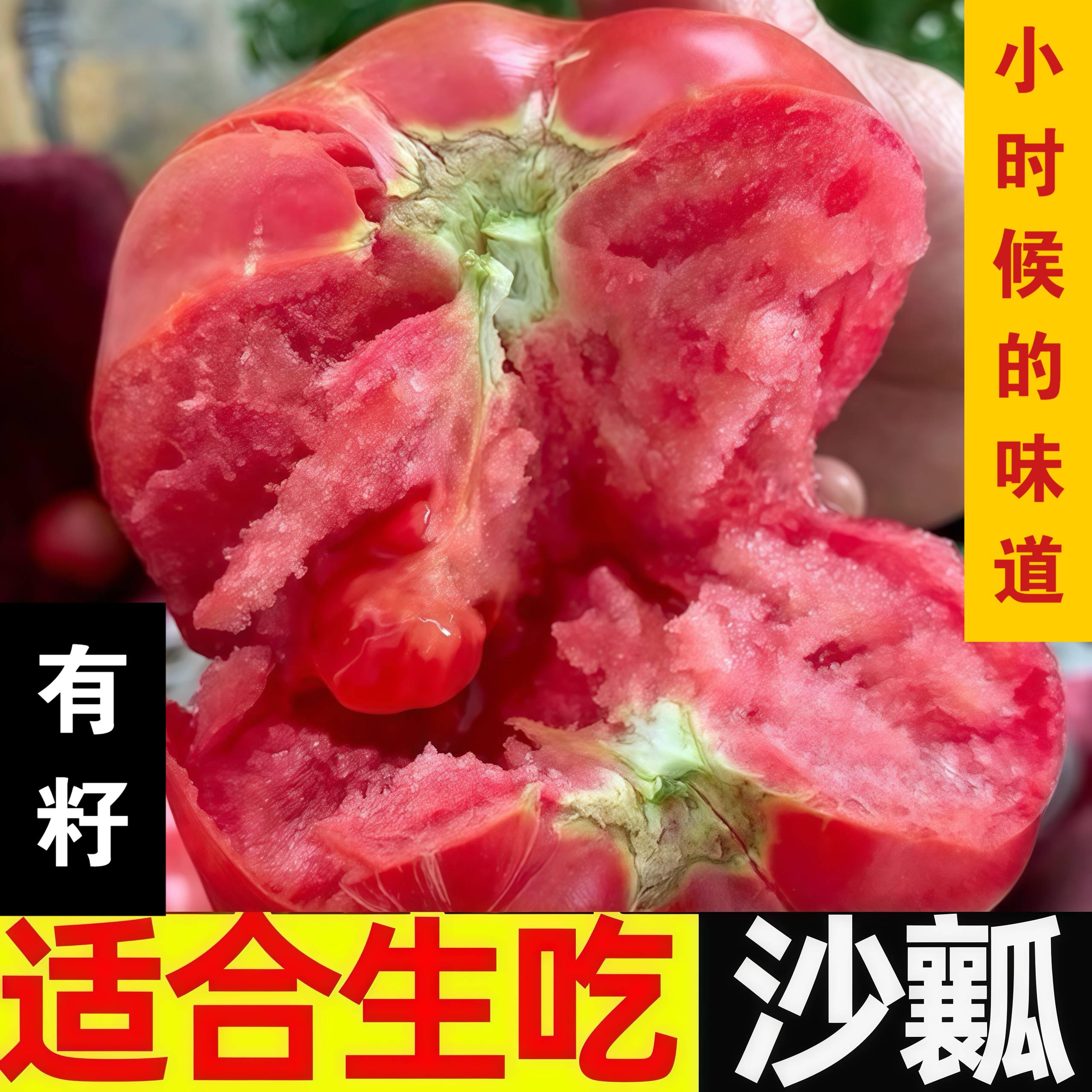 攀枝花沙瓤西红柿酸甜多汁新鲜采摘