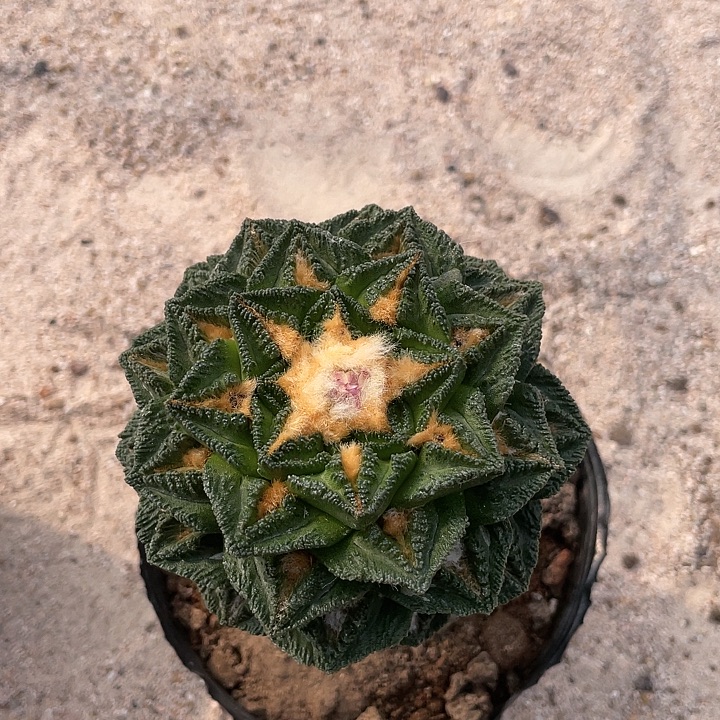 嫁接辛顿牡丹一物一拍