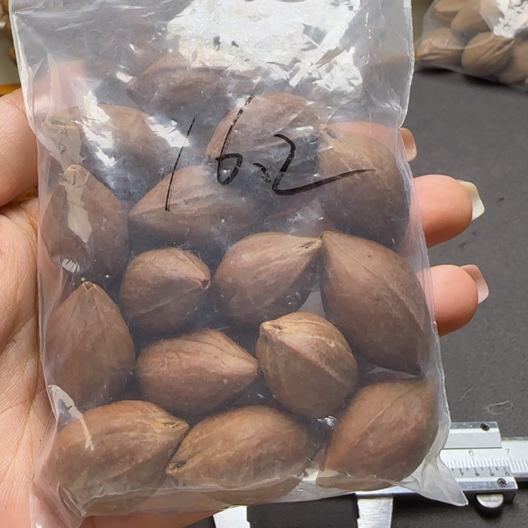 【闪购商品】橄榄核手串/手链橄榄核水晶核