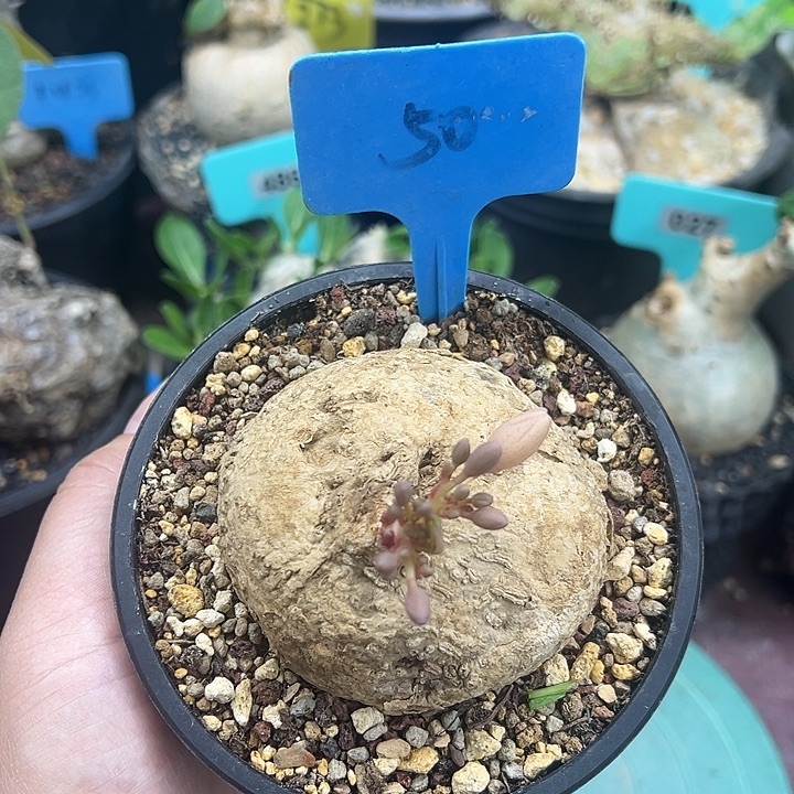 卵叶西番莲产地多肉植物