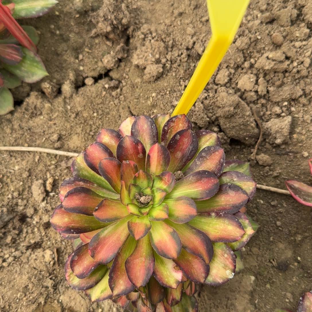 4-501--多头多肉植物