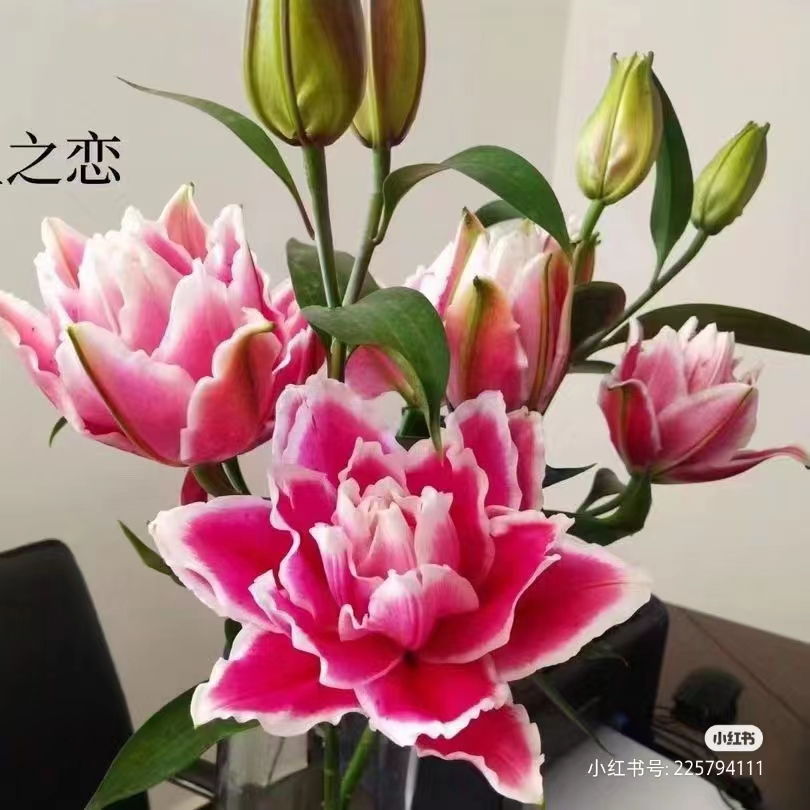 【火星之恋萨曼莎】16/18四季种大花1个种球重瓣耐寒花香香水百合