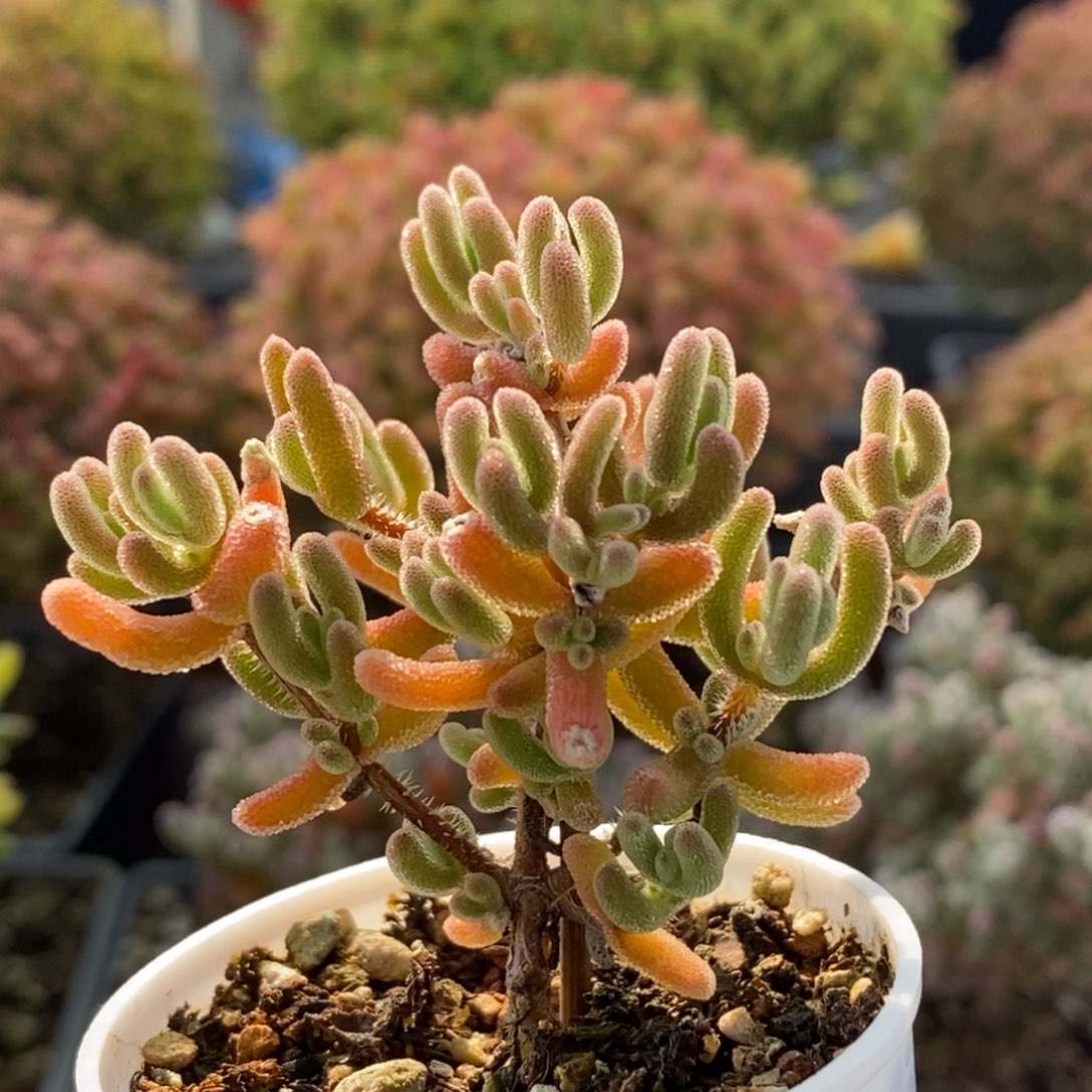 实生红叶2900枝干番杏