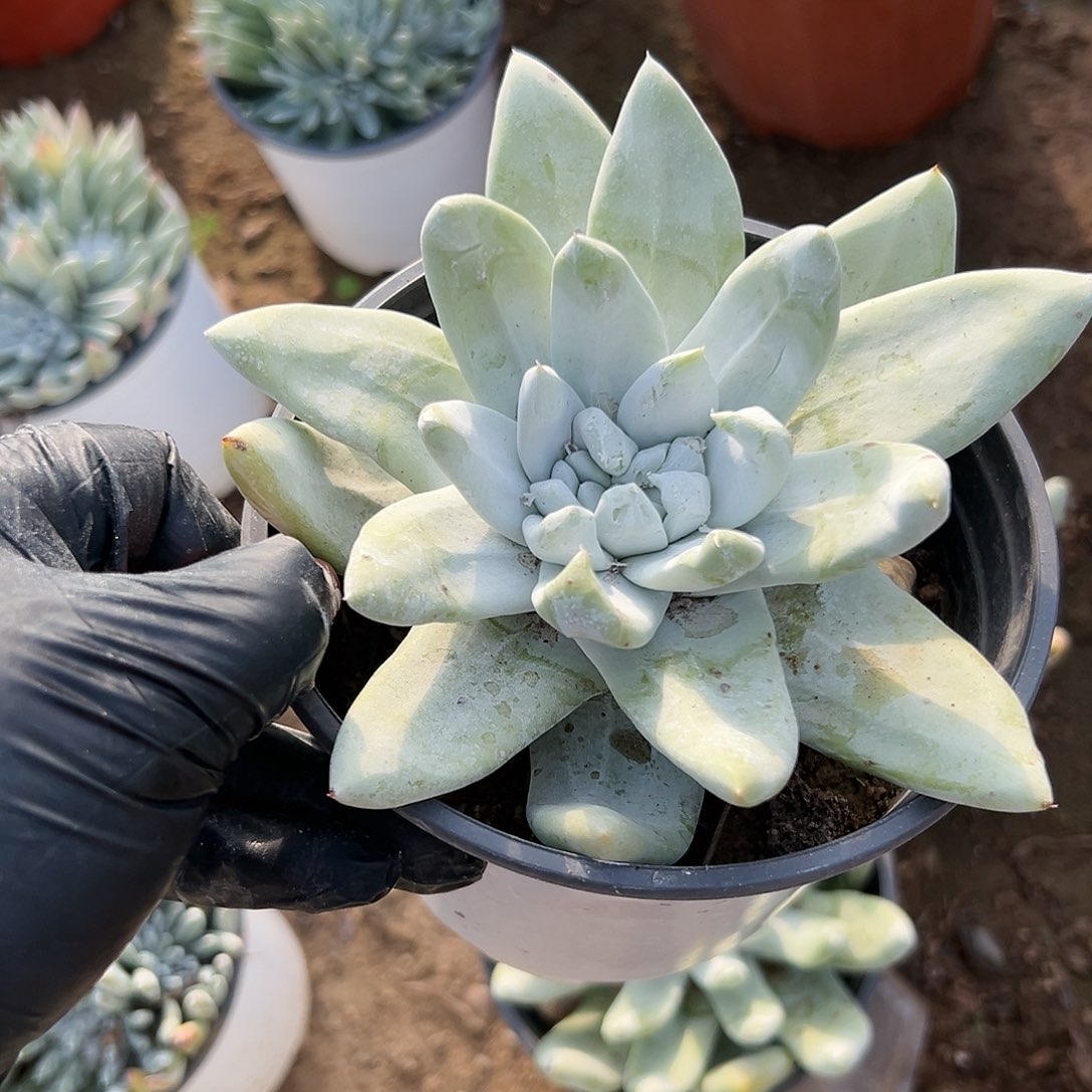 多肉植物多肉植物