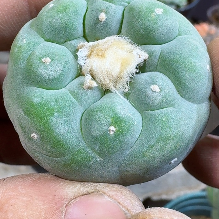 福利实生白肌佛头023