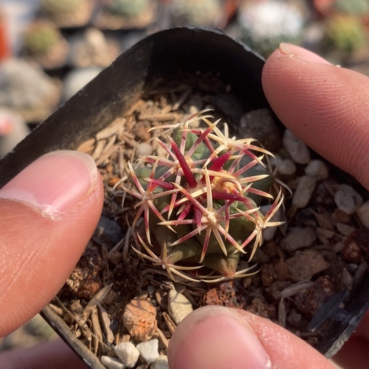 【闪购商品】475大红鹰