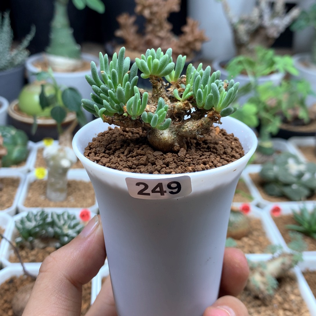老桩晶珊瑚带盆发货