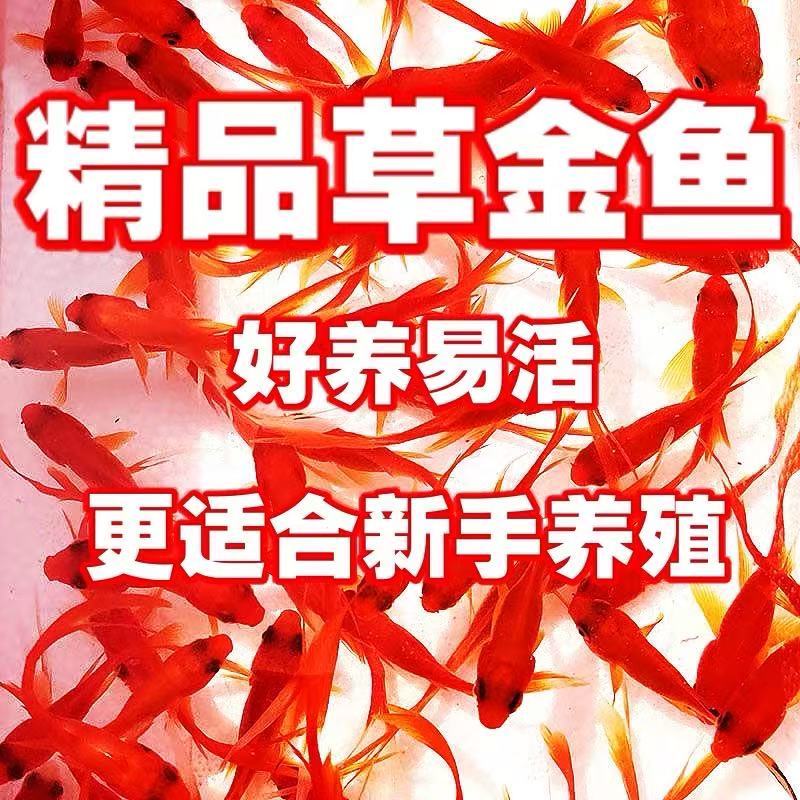 【精品福利】烈焰红草金鱼25条5-7厘米冷水观赏鱼好养耐活包邮