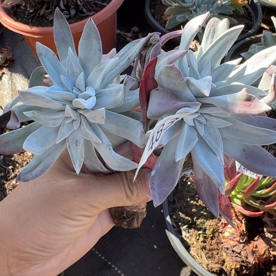 初霜苹果叶仙女杯多肉福利