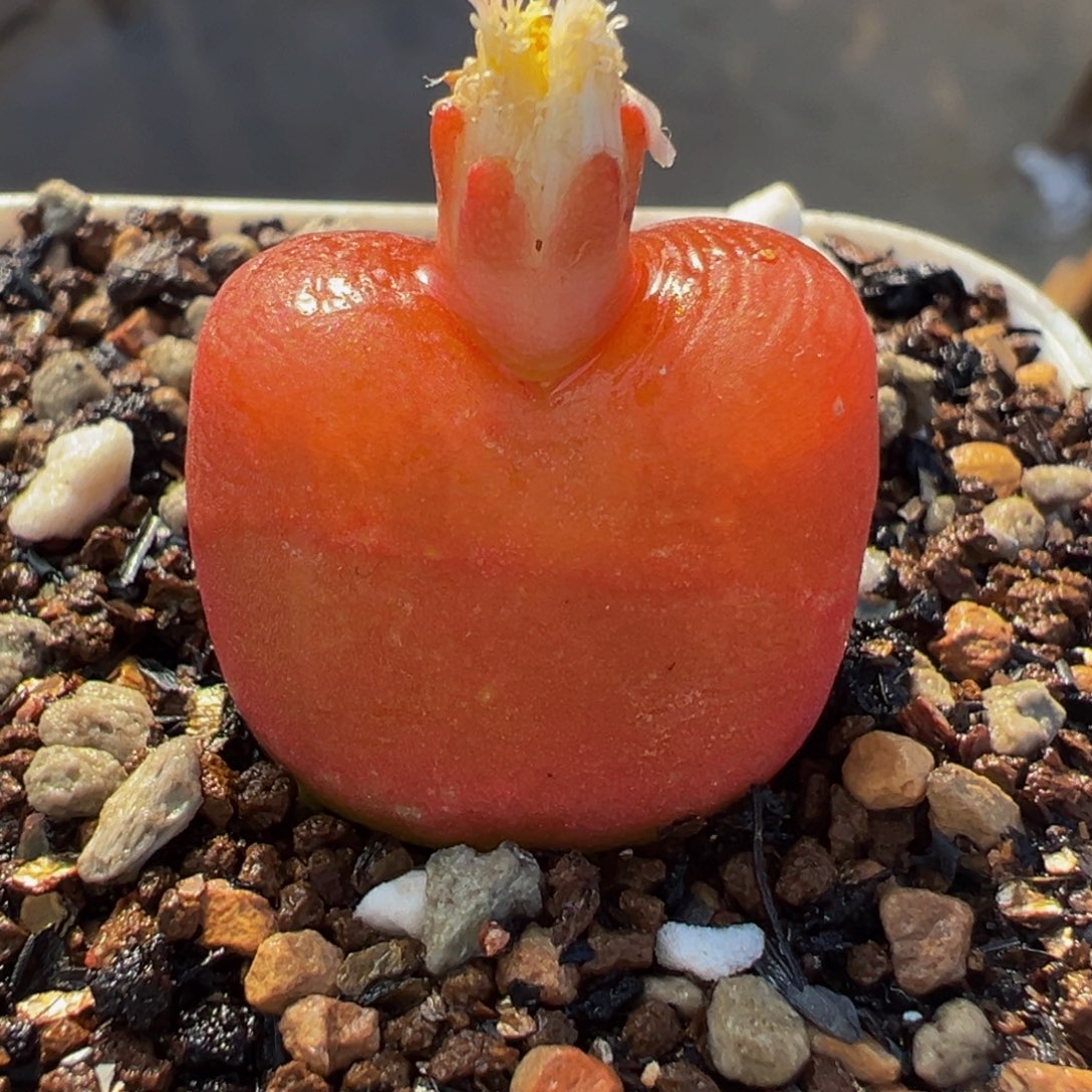 水蜜桃多肉植物盆栽栽培