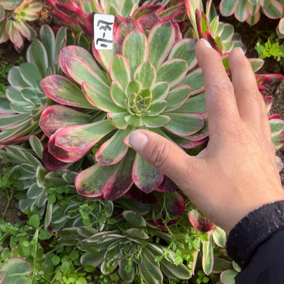 37云荷多肉多肉多肉