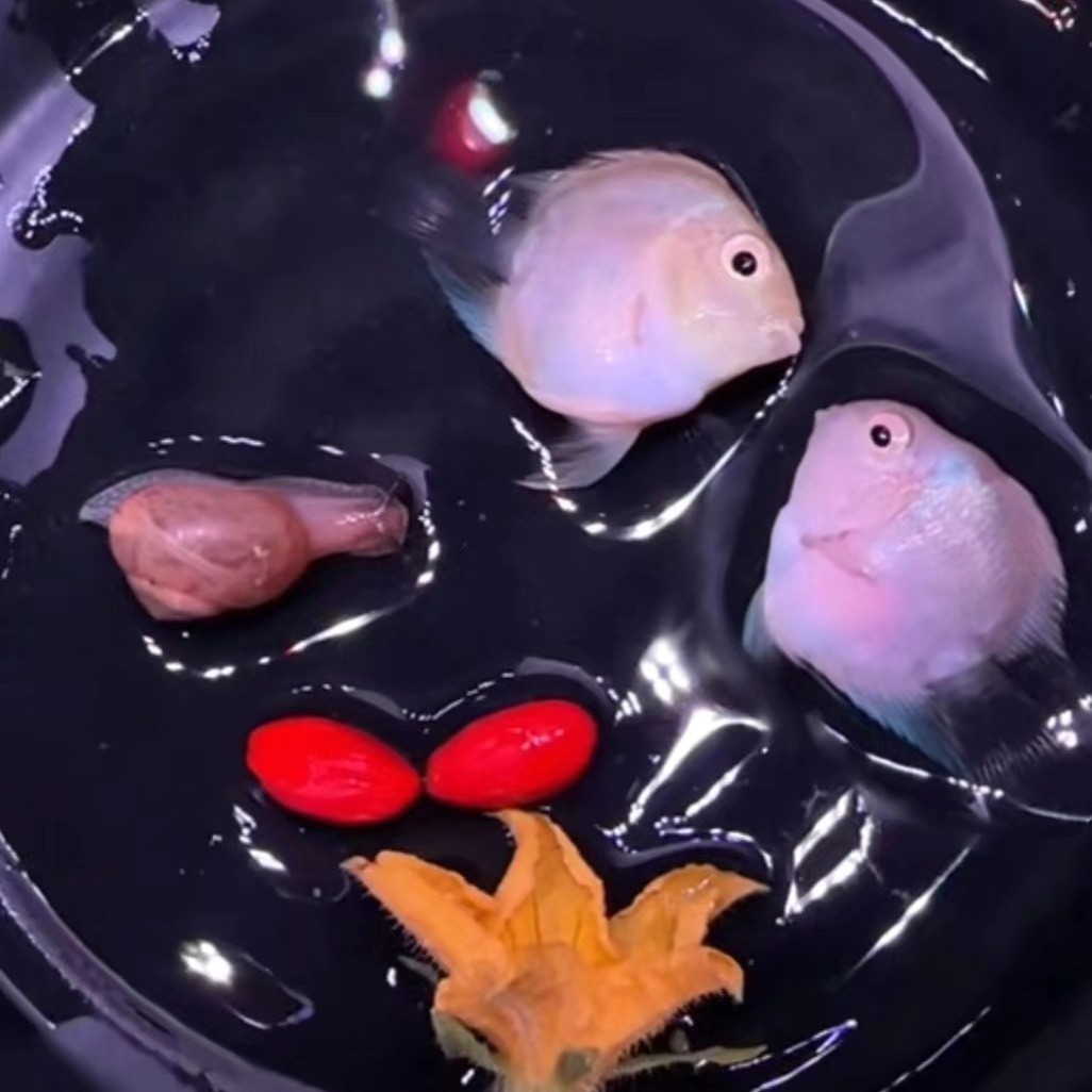 迷你鹦鹉鱼桃心缩尾高背鱼