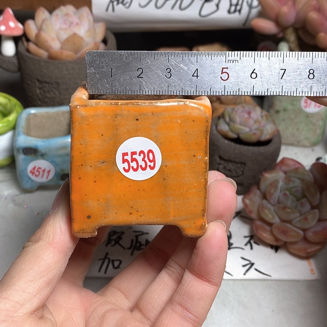 红陶拍5送一个小