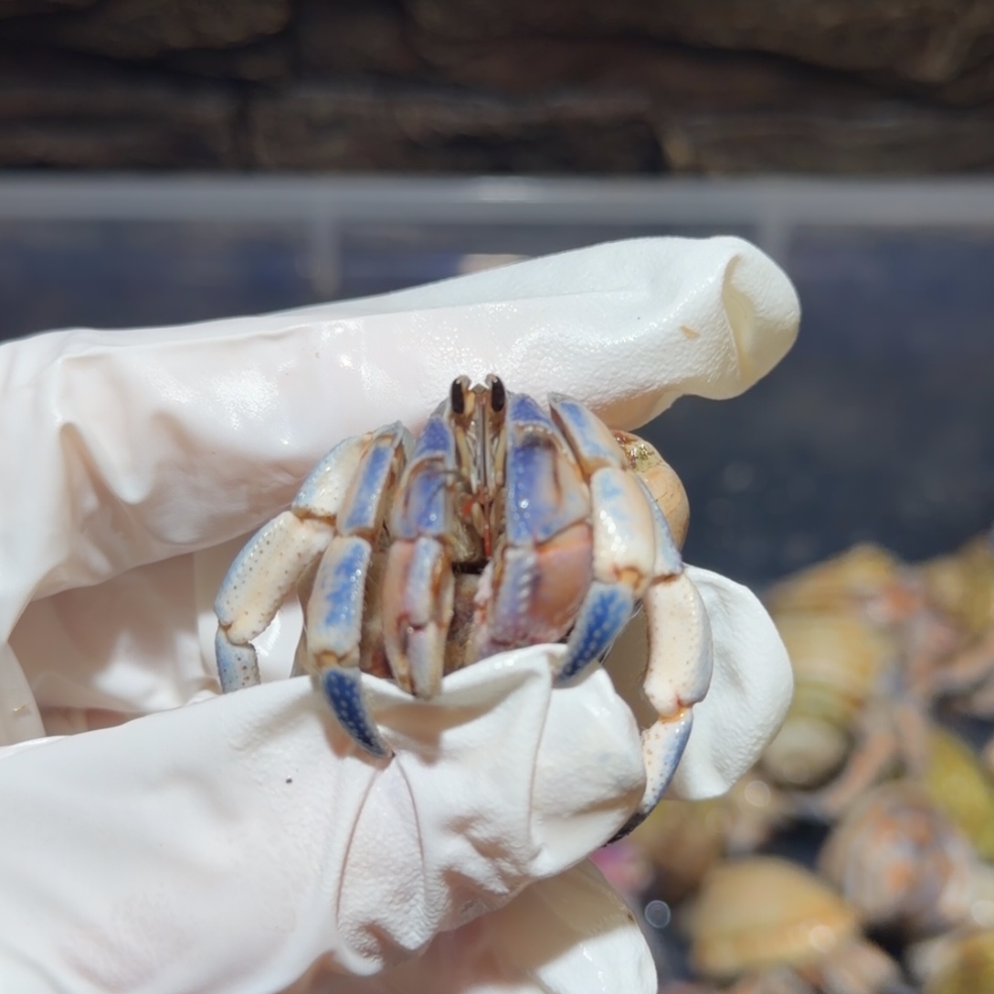 YD3 蓝色芝士腿2.2口