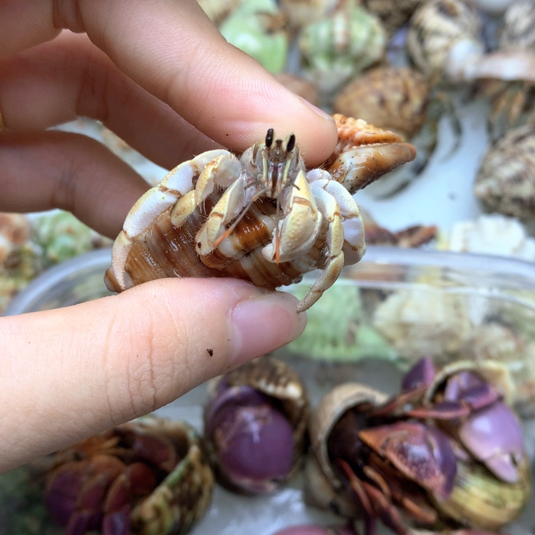 a2通体金黄色不里不拉（轻微缺尖