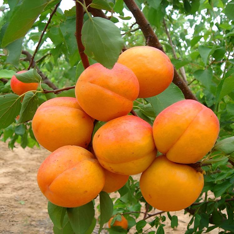 早熟金太阳杏树苗嫁接帝王杏苗果苗盆栽地栽南凯特杏树南北方种植