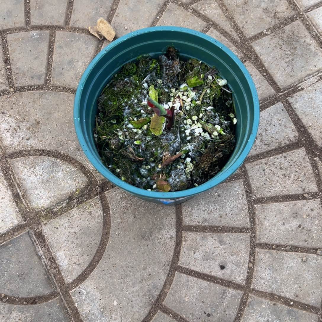 七***一完全开放9443泰彩