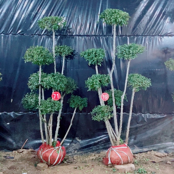 一物一拍一物一拍