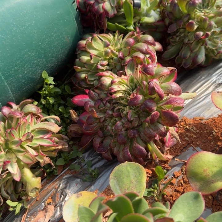 鱿鱼缀化啊啊啊啊