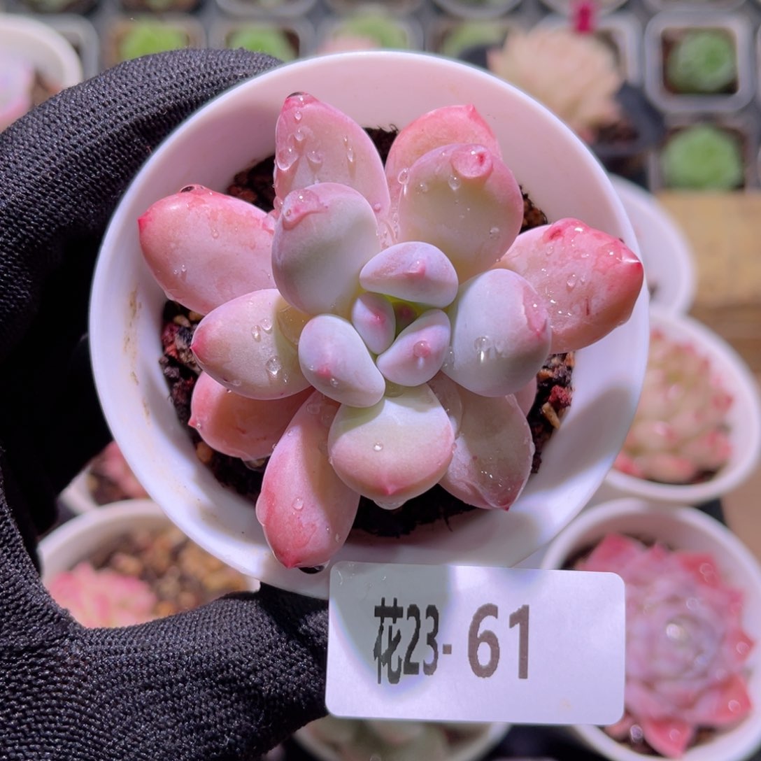 花23-61香水单头