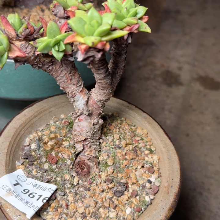 9616青钢苹果叶多肉