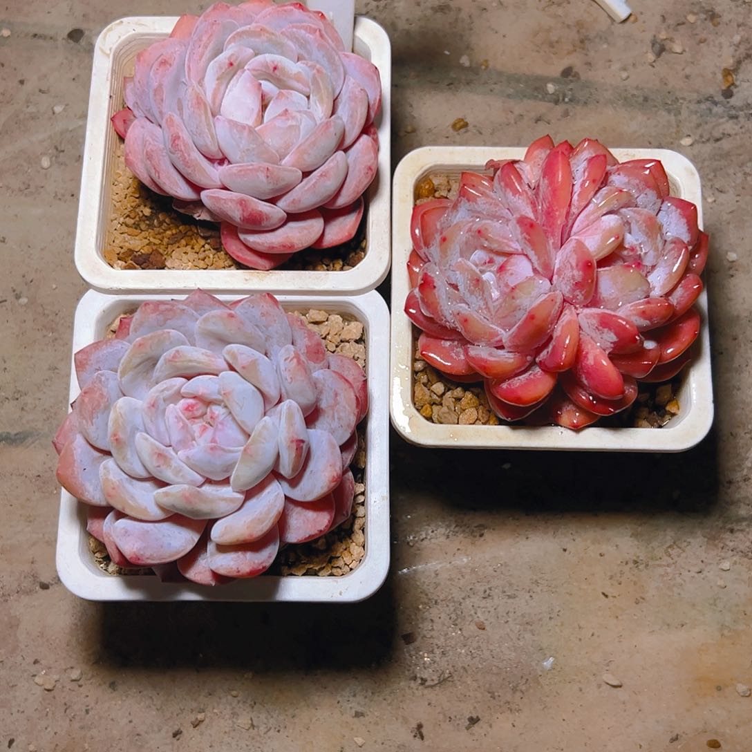 晴****）三颗韩橙779号一物一拍