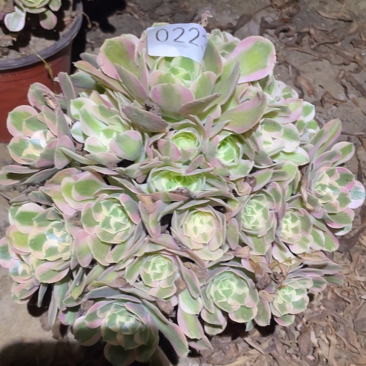 多肉植物法师223分女郎