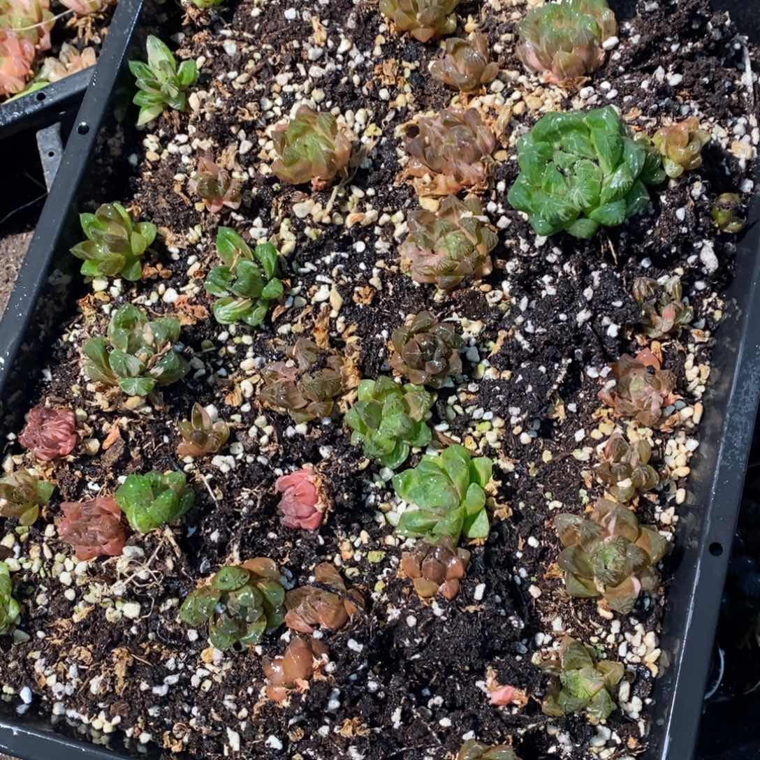 3125 一颗实生苏皇玉露 元旦整点福利