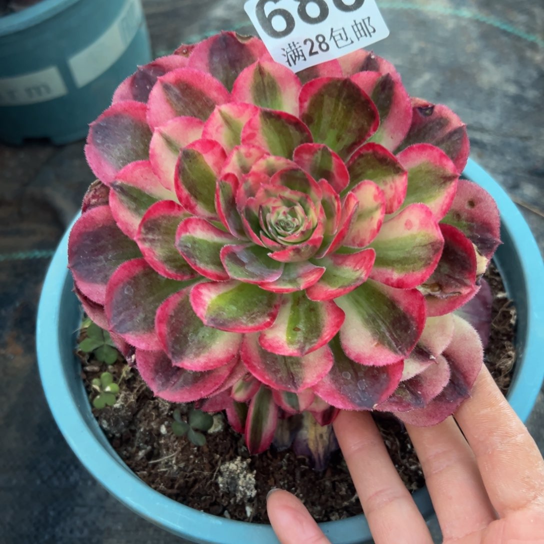 多肉植物688海神