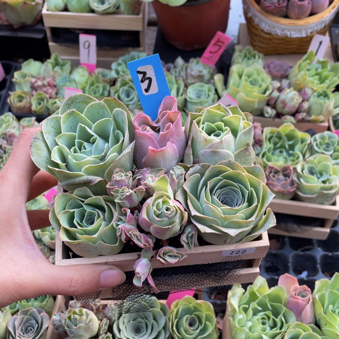 用***7多肉植物山地玫瑰222木盒