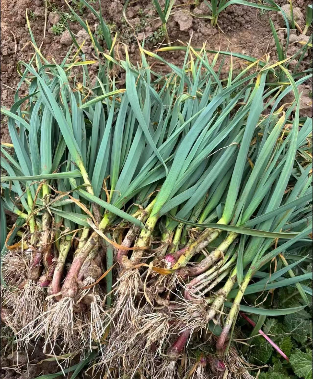 观音堂村农户现扒红根蒜苗蒜香浓郁露天蔬菜