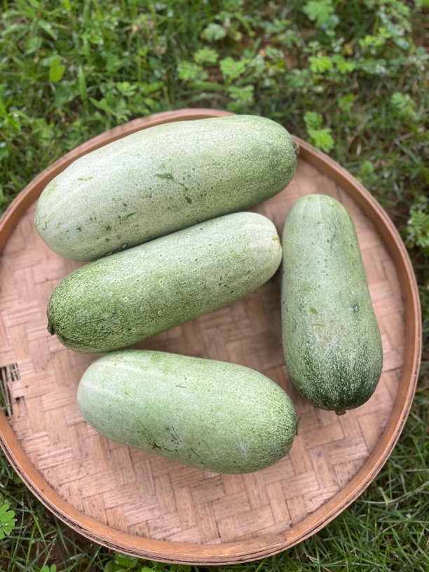 老品种黄瓜云南大集现收山货