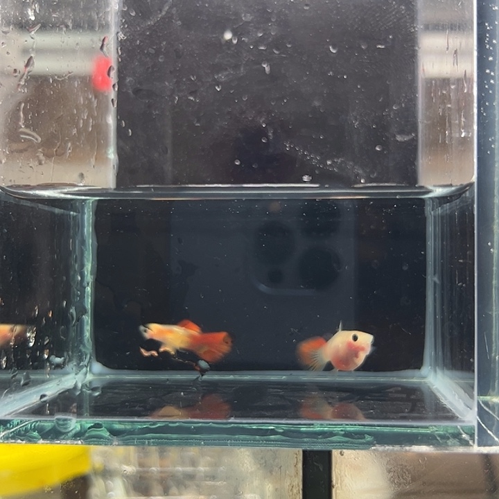 孔雀鱼琉璃1对带胎