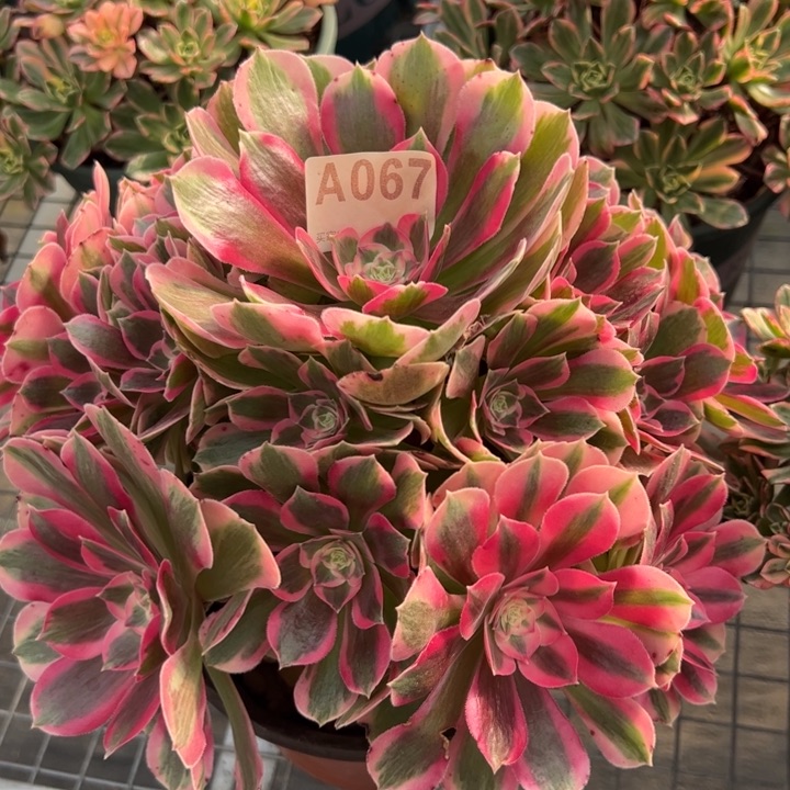 067粉女郎25厘米左右