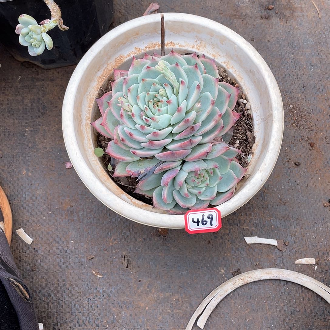 469吉娃娃 一物一拍多肉