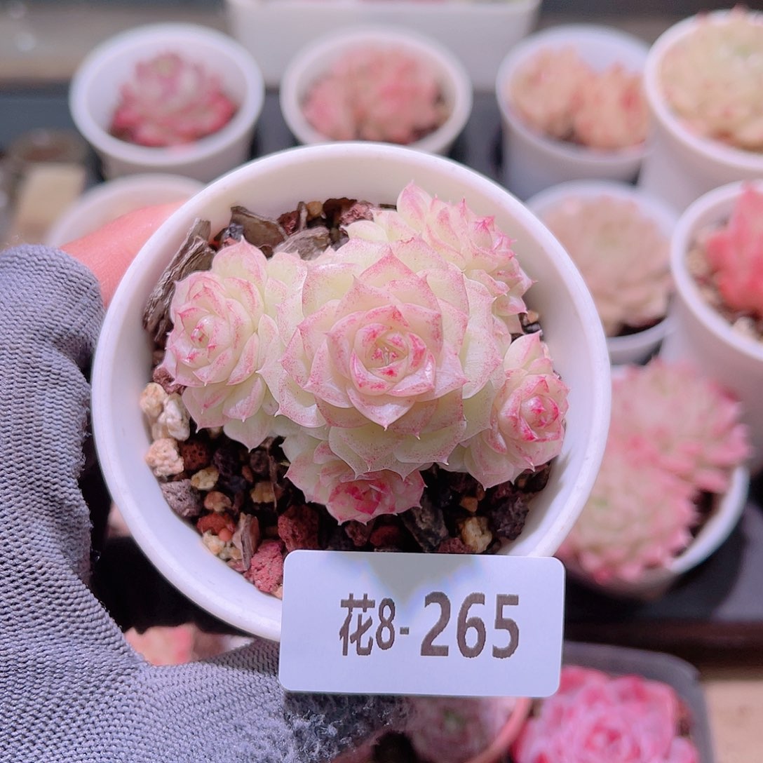 花08-265白天鹅群