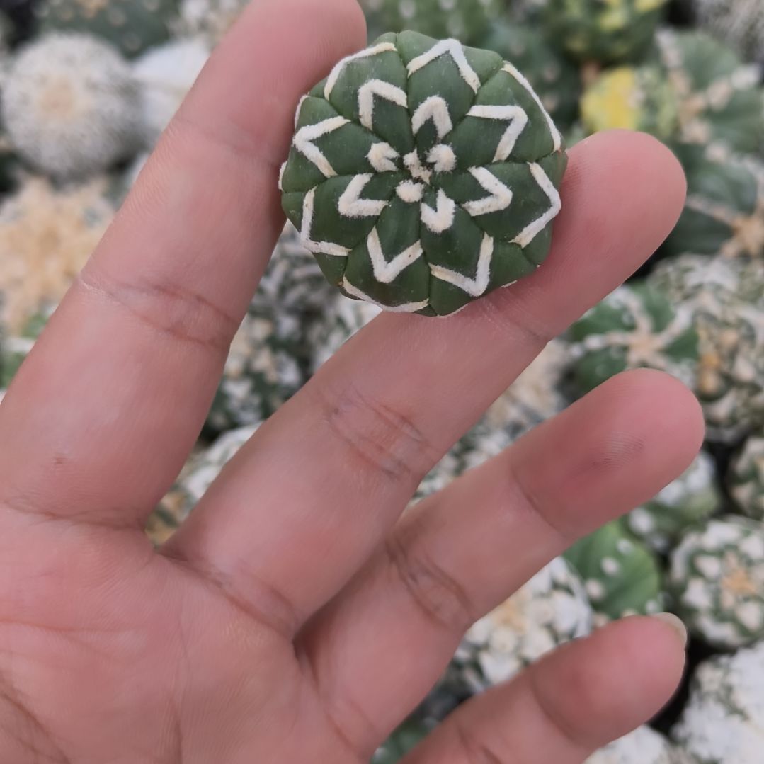 飞***心净体琉璃V兜兜兜兜兜兜