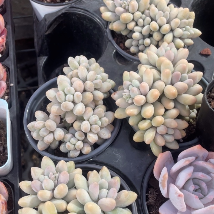 汤圆12.8一盆888888888